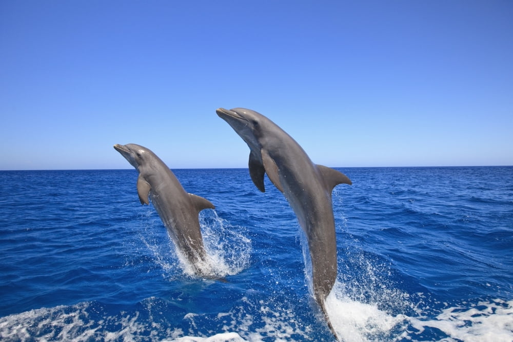 Posterazzi Roatan Bay Islands Honduras Bottlenose Dolphins (Tursiops Truncatus) Jumping In The Caribbean Sea Canvas Art - Stuart Westmorland Design Pics (38 x 24)