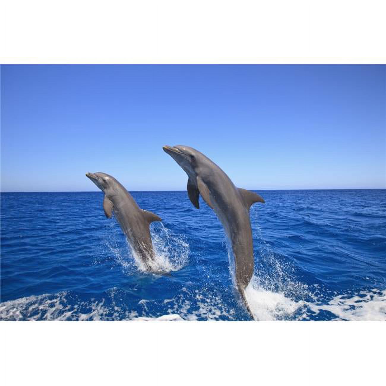 Posterazzi Roatan Bay Islands Honduras Bottlenose Dolphins
