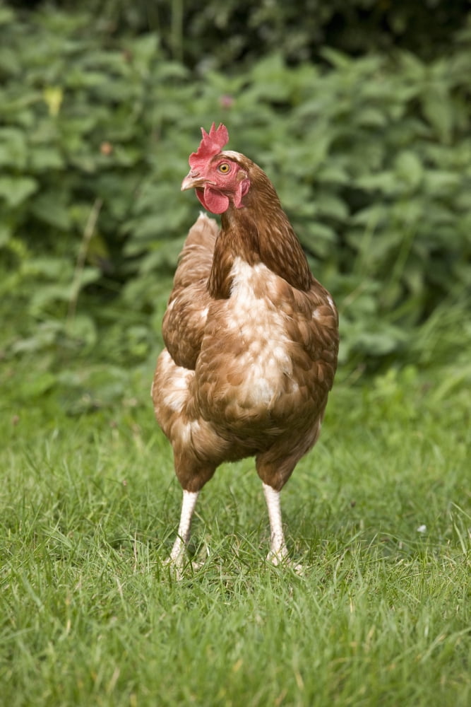 Posterazzi Rooster Canvas Art - John Short Design Pics (24 x 36)