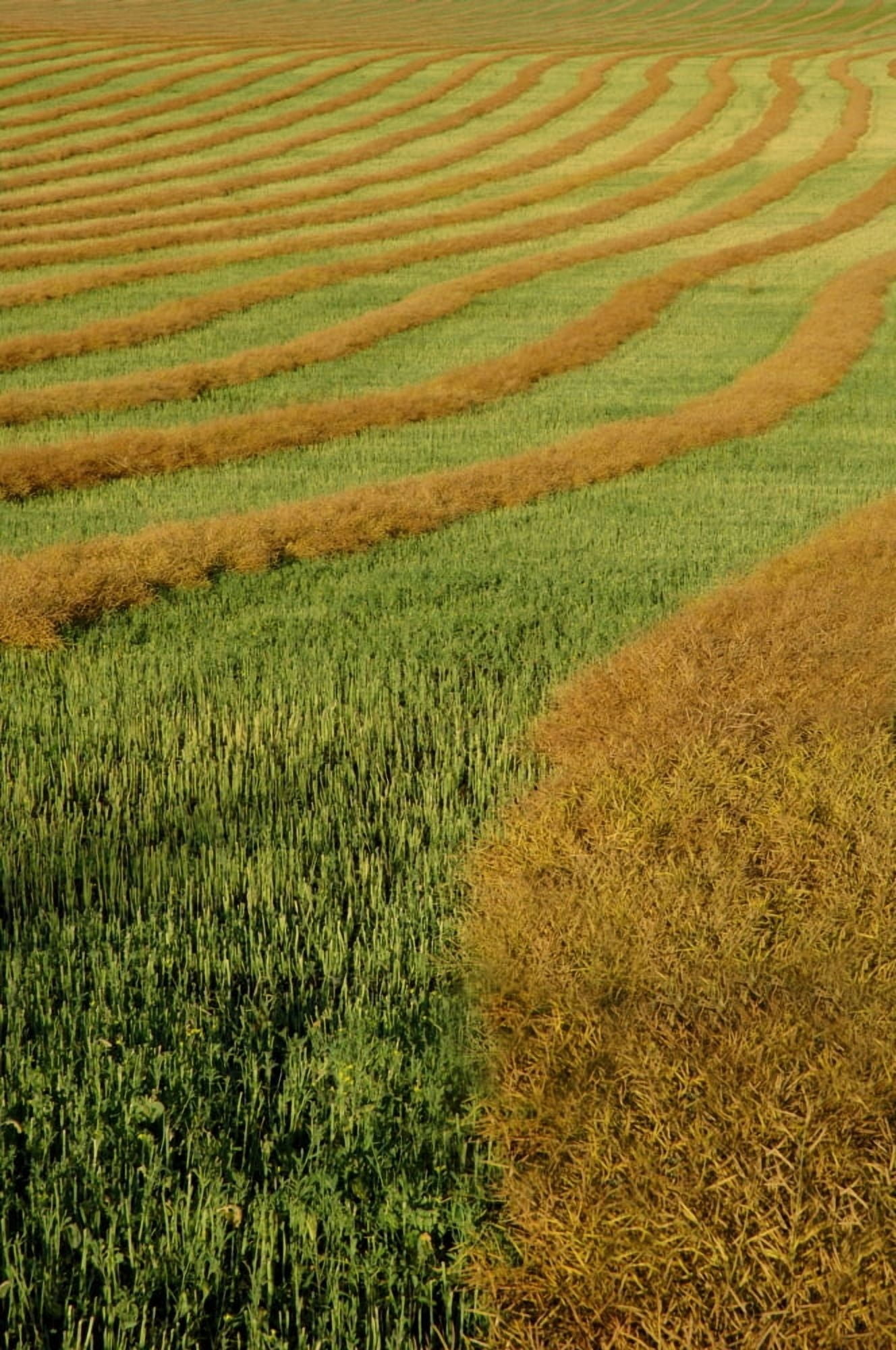 Posterazzi Rows Of Canola Windrows Canvas Art - Dean Muz  Design Pics (22 x 34)