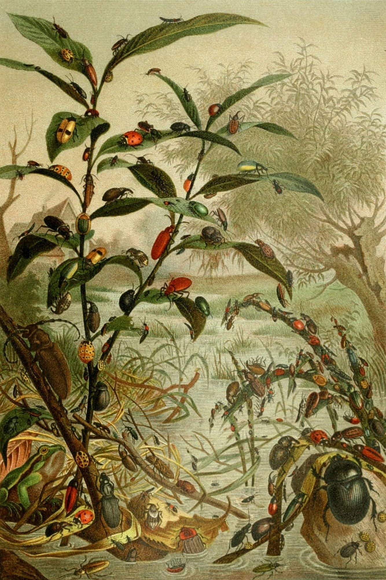 Posterazzi Royal Natural History 1893-1896 Beatles Canvas Art - Unknown (24 x 36)