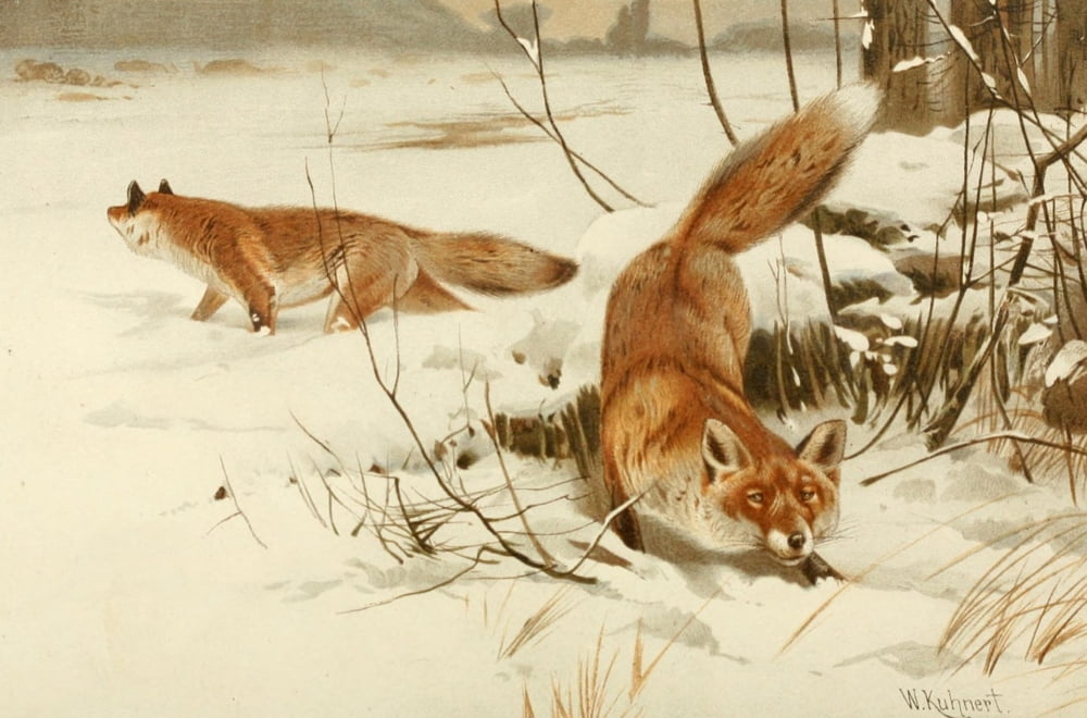 Posterazzi Royal Natural History 1893-1896 Common Fox Canvas Art - Friedrich Wilhelm Kuhnert (24 x 36)