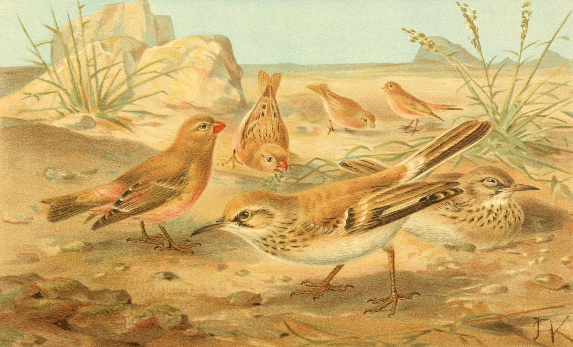 Posterazzi Royal Natural History 1893-1896 Desert Finch & Desert Lark Canvas Art - JG Keulemans (24 x 36)