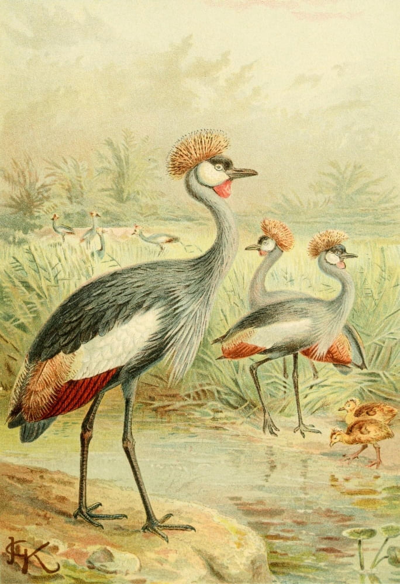 Posterazzi Royal Natural History 1893-1896 East African Balearic Crane Canvas Art - John G Keulemans (24 x 36)