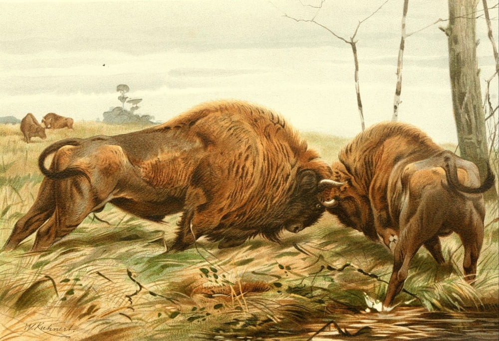 Posterazzi Royal Natural History 1893-1896 European Bison Canvas Art - FW Kuhnert (24 x 36)