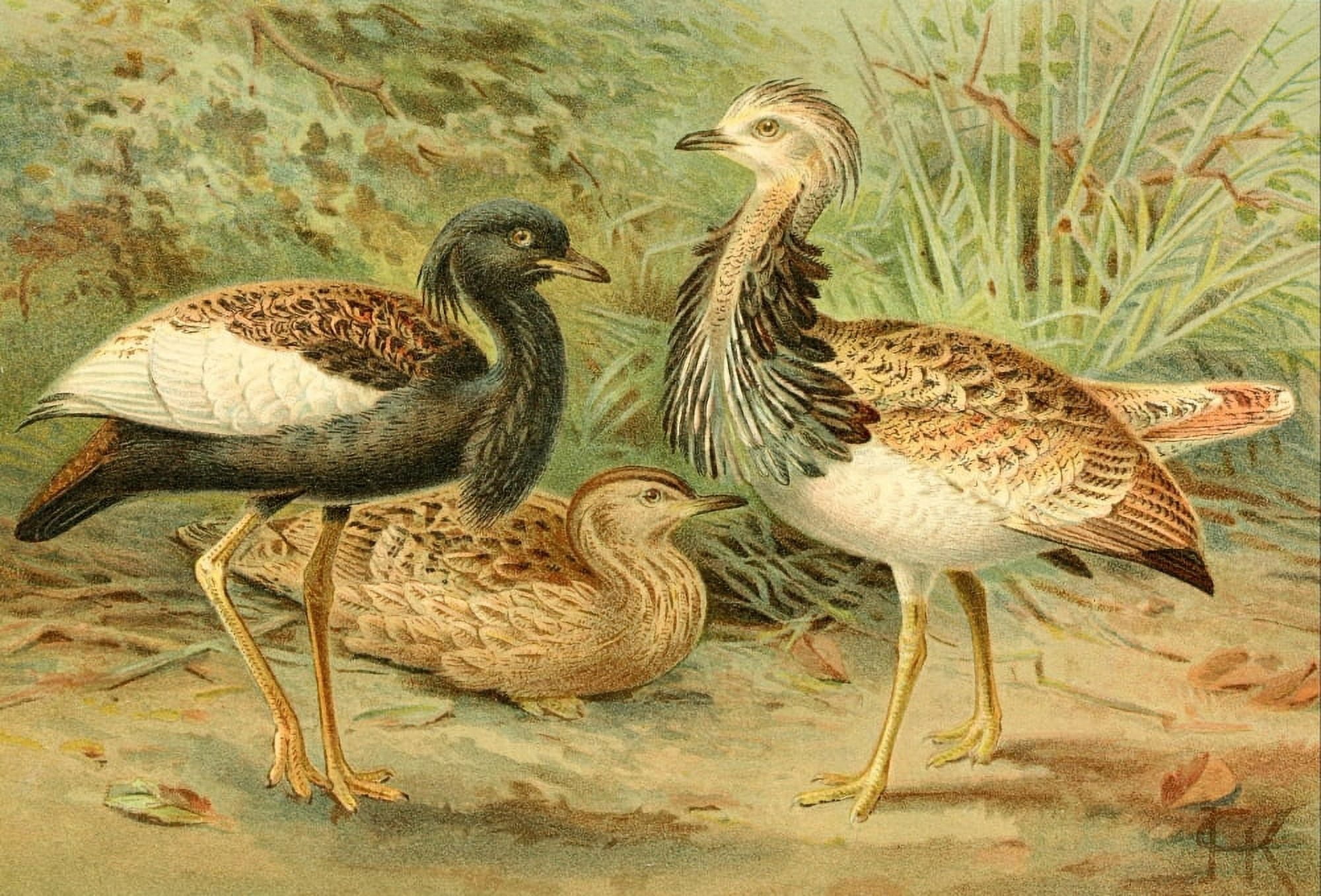 Posterazzi Royal Natural History 1893-1896 Florican & MacQueens Bustard Canvas Art - JG Keulemans (24 x 36)