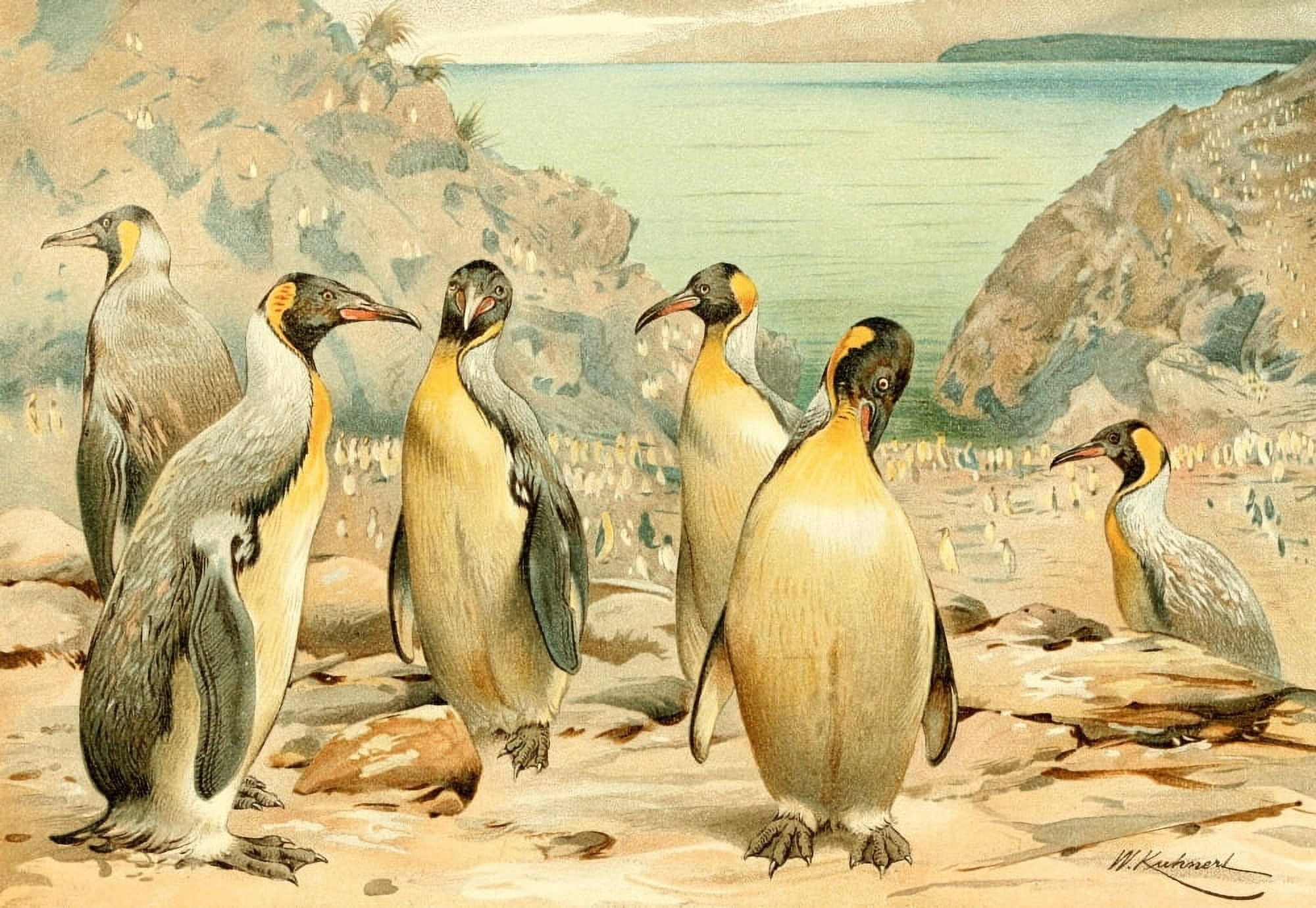 Posterazzi Royal Natural History 1893-1896 Giant Penguins Canvas Art - FW Kuhnert (24 x 36)