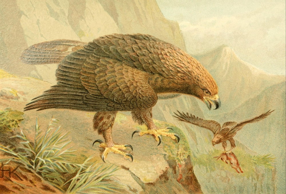 Posterazzi Royal Natural History 1893-1896 Golden Eagle Canvas Art - JG Keulemans (24 x 36)