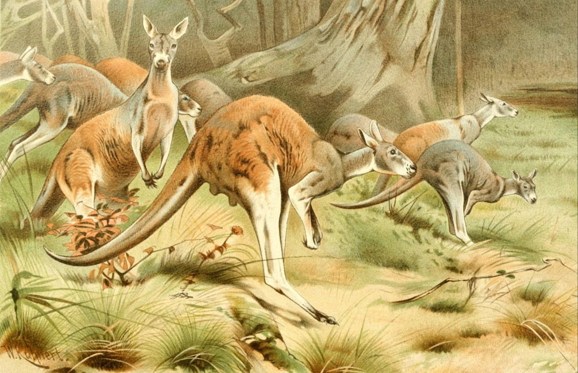 Posterazzi Royal Natural History 1893-1896 Kangaroos Canvas Art - FW Kuhnert (24 x 36)