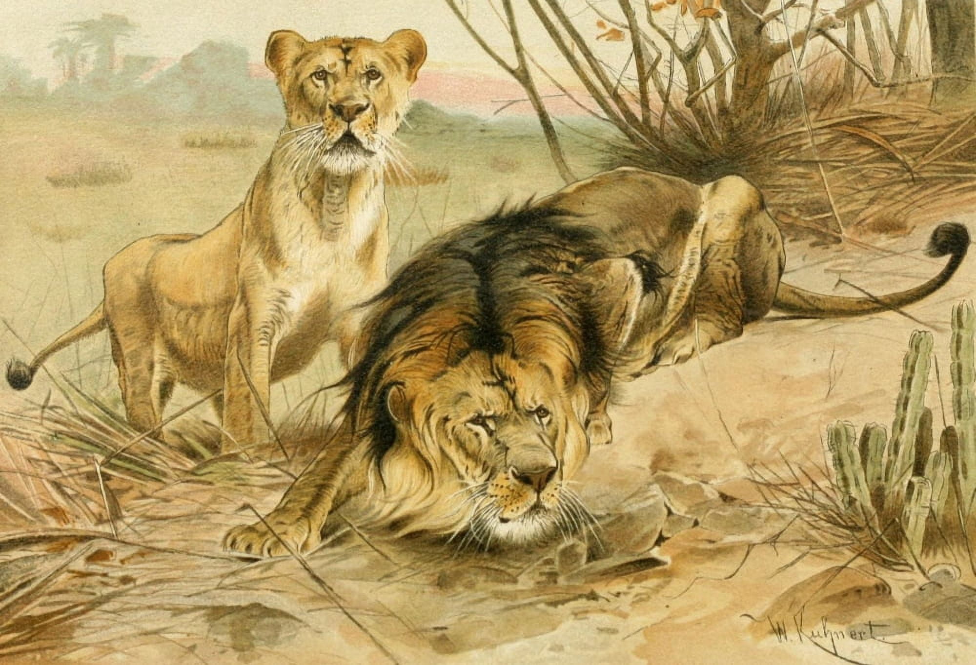 Posterazzi Royal Natural History 1893-1896 Lions Canvas Art - FW Kuhnert (24 x 36)