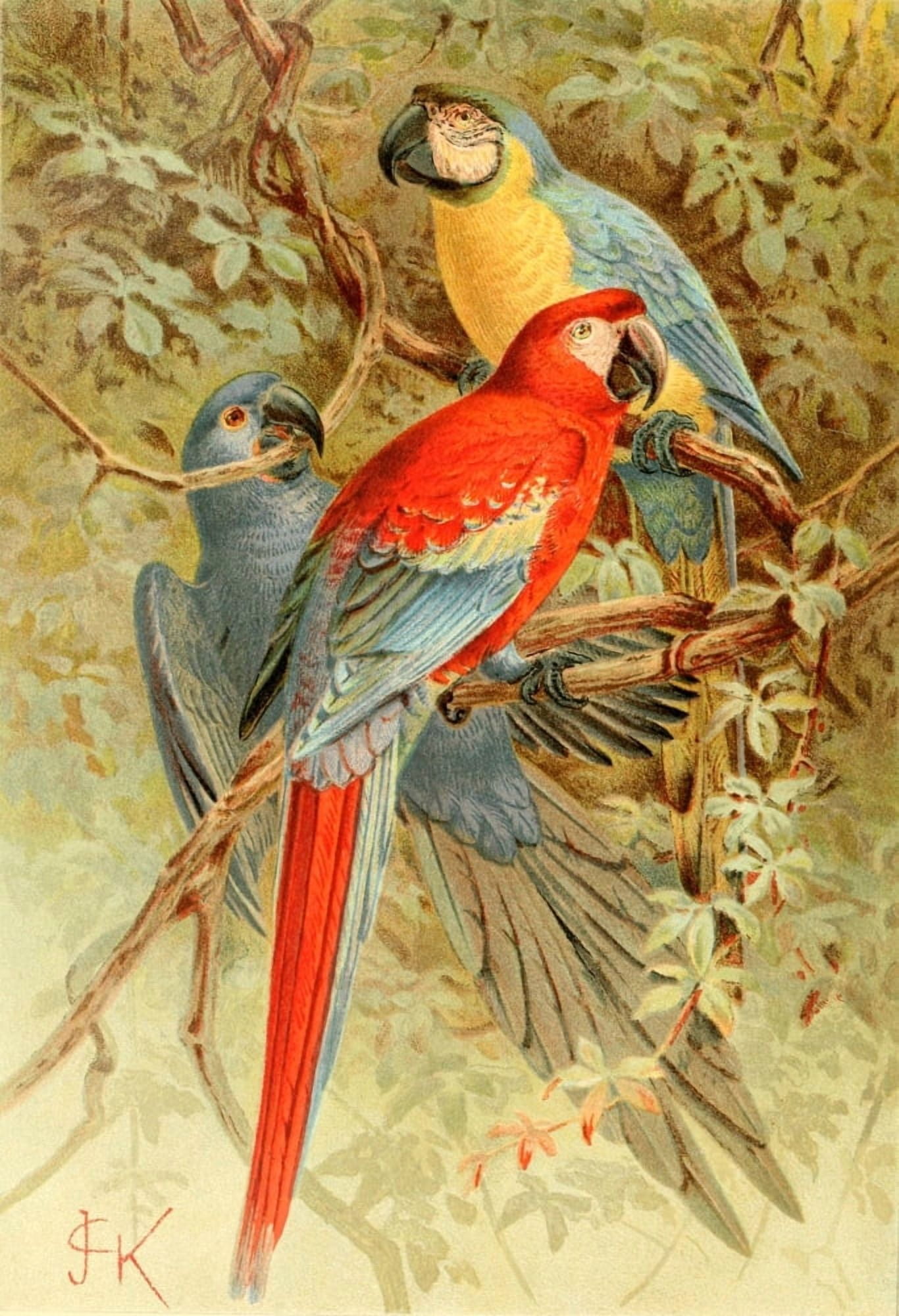 Posterazzi Royal Natural History 1893-1896 Macaws Canvas Art - JG Keulemans (24 x 36)