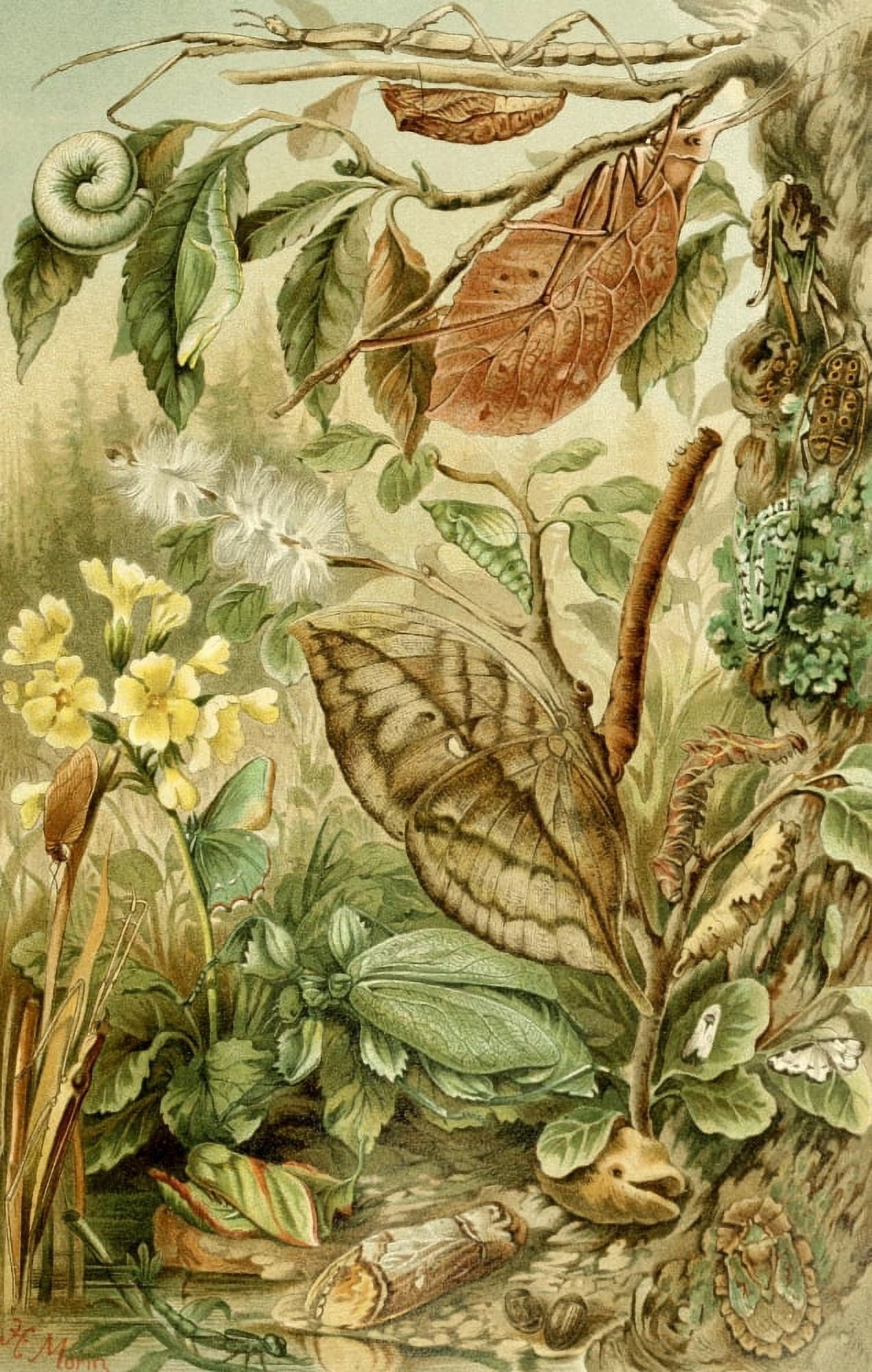 Posterazzi Royal Natural History 1893-1896 Mimicry in Insects Canvas Art - H Morin (24 x 36)