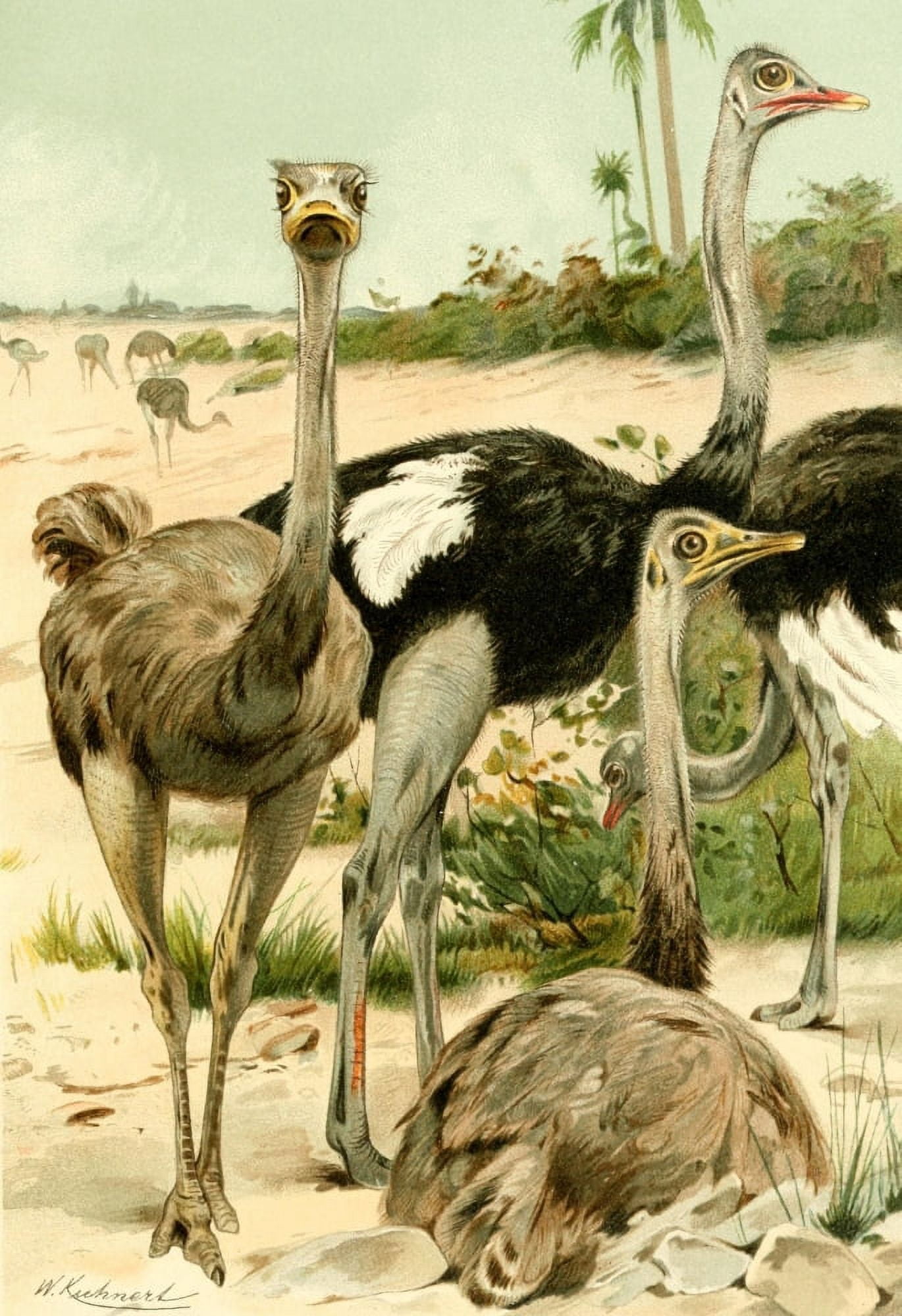 Posterazzi Royal Natural History 1893-1896 Ostriches Canvas Art - FW Kuhnert (24 x 36)