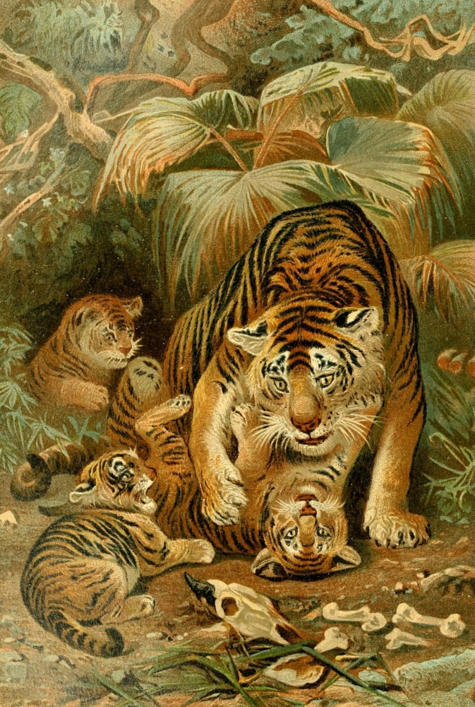 Posterazzi Royal Natural History 1893-1896 Tigers Canvas Art - Unknown (24 x 36)