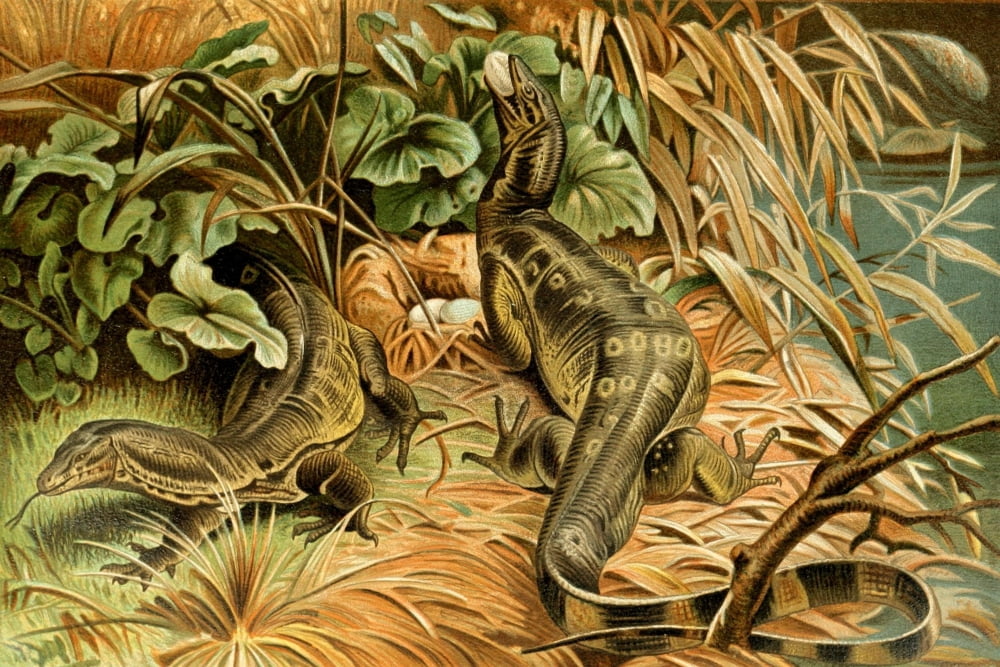 Posterazzi Royal Natural History 1893-1896 Water-Monitors Canvas Art - Unknown (24 x 36)