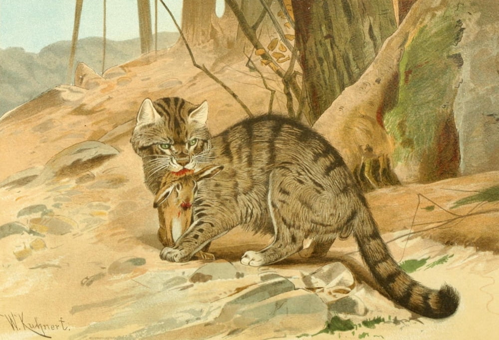 Posterazzi Royal Natural History 1893-1896 Wild cat Canvas Art - FW Kuhnert (24 x 36)