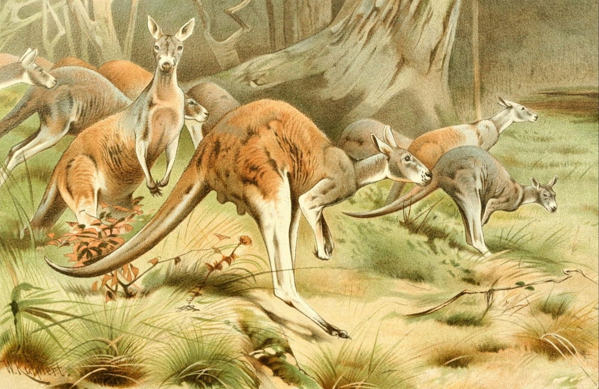 Posterazzi Royal Natural History 1895 Red Kangaroos Canvas Art - FW Kuhnert (24 x 36)