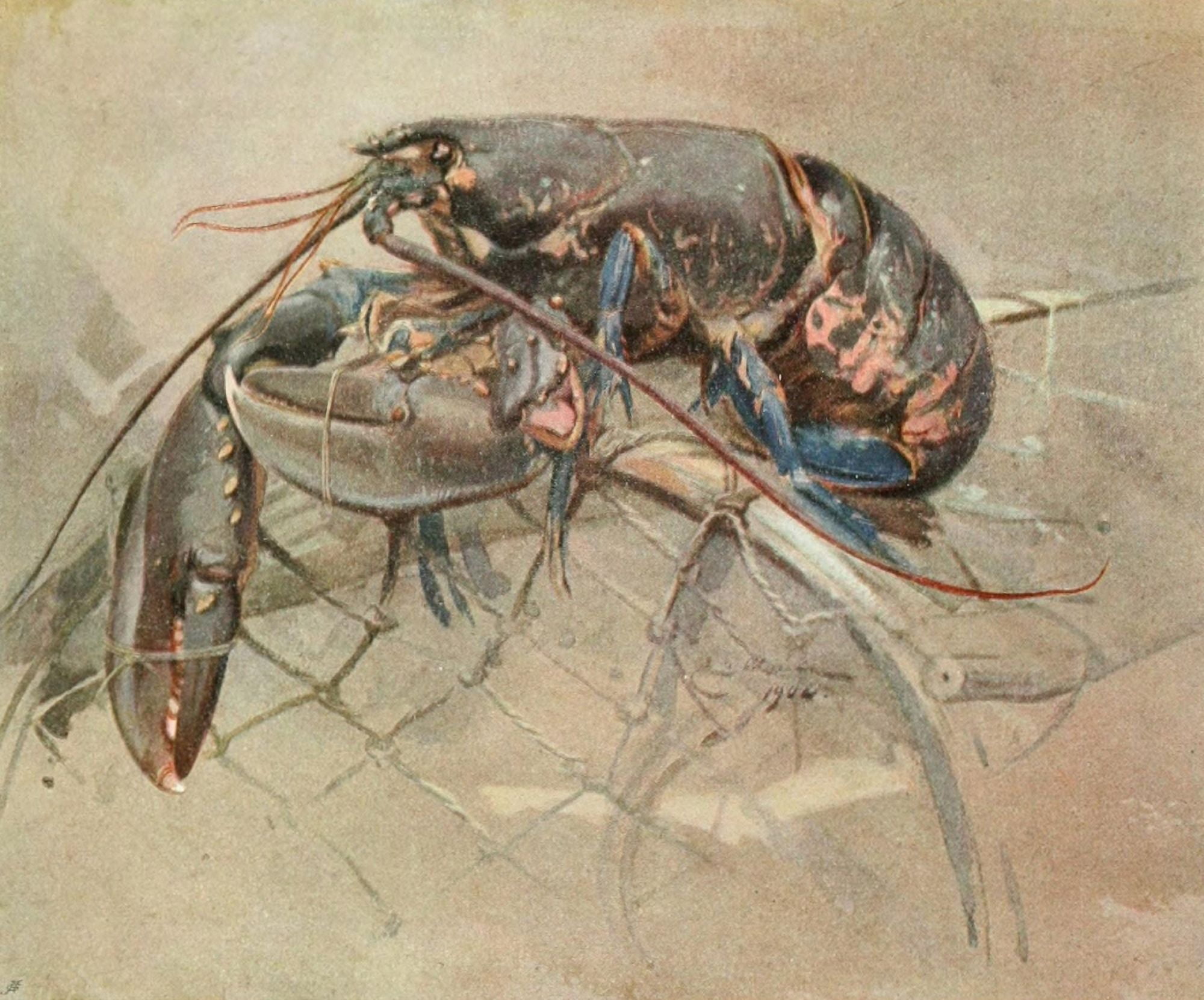 Posterazzi Royal Scottish Academy 1907 Lobster Canvas Art - Edwin Alexander (24 x 36)