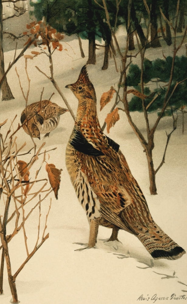 Posterazzi Ruffed Grouse Canvas Art - LA Fuertes (24 x 36)