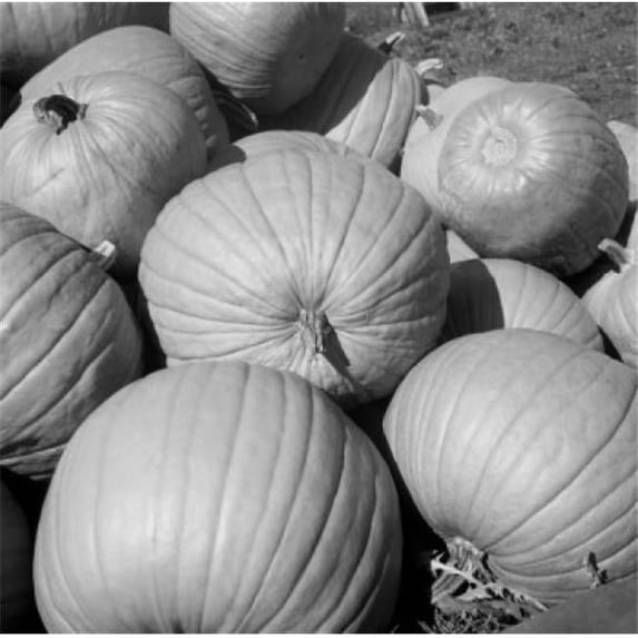Posterazzi SAL255423896 Pumpkins High Angle View Poster Print - 18 x 24 in.