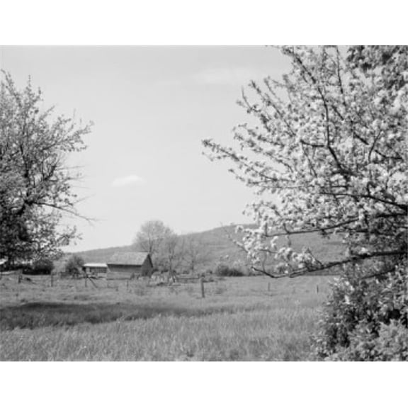 Posterazzi SAL255423986 USA New Hampshire Lancaster Apple Blossoms & Distant Barn Poster Print - 18 x 24 in.