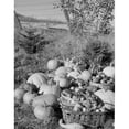 thumbnail image 1 of Posterazzi SAL255424063 USA Harvested Pumpkins & Apples on Grass Poster Print - 18 x 24 in., 1 of 1