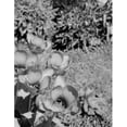 thumbnail image 1 of Posterazzi SAL255424087 USA Close-Up of Tulips with Butterfly Poster Print - 18 x 24 in., 1 of 1