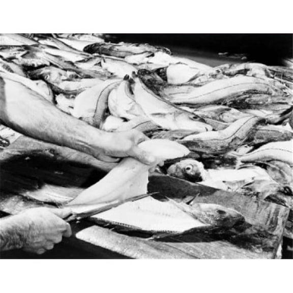 Posterazzi SAL255424095 USA Hands Filleting Haddock for Quick Freeze Poster Print - 18 x 24 in.