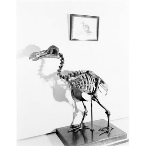 Posterazzi SAL255424104 USA Washington Dc Skeleton of Extinct Dodo at Smithsonian Institute Poster Print - 18 x 24 in.