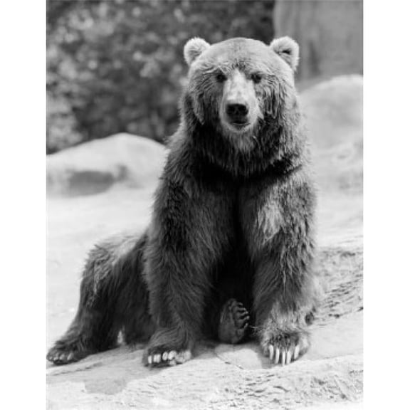 Posterazzi SAL255424165 USA New York State New York City Brown Bear Ursus Arctos at Zoo Poster Print - 18 x 24 in.