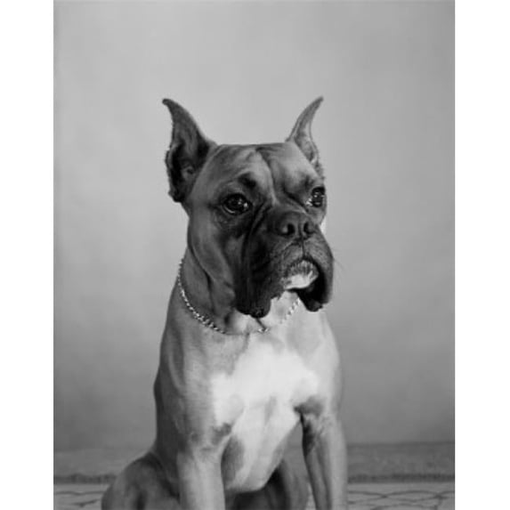 Posterazzi SAL255424730 Close Up of Boxer Dog Poster Print - 18 x 24 in.