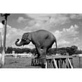 thumbnail image 1 of Posterazzi SAL255424744 Trained Elephant on Plank Poster Print - 18 x 24 in., 1 of 1