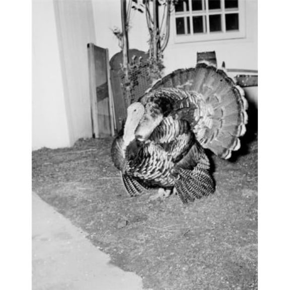Posterazzi SAL255424869 Turkey in Barn Poster Print - 18 x 24 in.