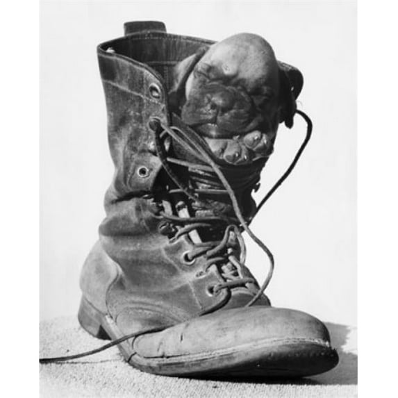 Posterazzi SAL255944 Puppy Sleeping in a Boot Poster Print - 18 x 24 in.