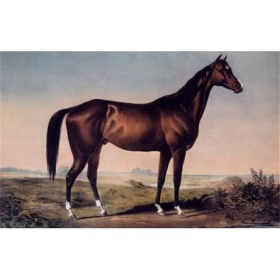 Posterazzi SAL3803489749 The Celebrated Horse Lexington Currier & Ives Active 1857-1907 American Poster Print - 18 x 24 in.