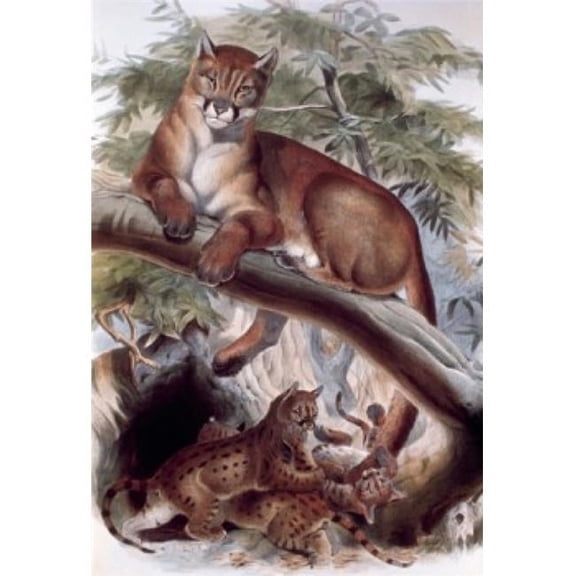 Posterazzi SAL900130588 Puma Artist Unknown Poster Print - 18 x 24 in.