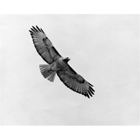 Posterazzi SAL9901340B Low Angle View of a Red-Tailed Hawk Flying in the Sky Buteo Jamaicensis Poster Print - 18 x 24 in.