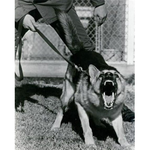 Posterazzi SAL9901599 German Shepherd Barking Front View Poster Print - 18 x 24 in.