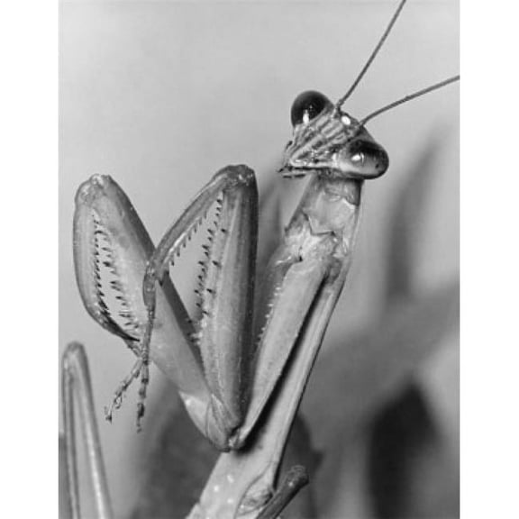 Posterazzi SAL9901732 Close-Up of a Praying Mantis Mantis Religiosa Poster Print - 18 x 24 in.