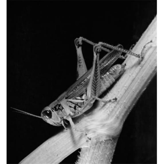 Posterazzi SAL9901761 Close-Up of a Grasshopper on a Twig Poster Print - 18 x 24 in.
