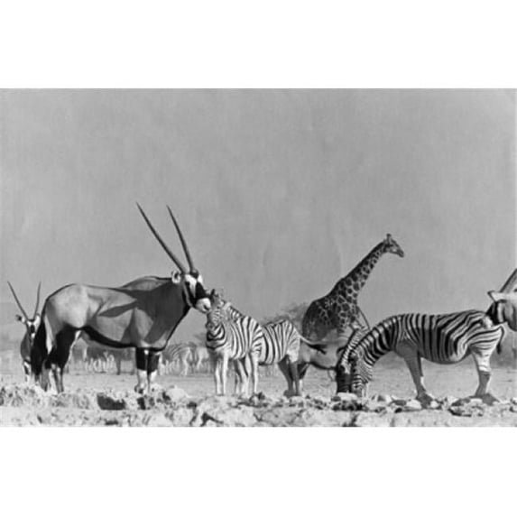 Posterazzi SAL9902541 Namibia Etosha National Park Zebras Standing with Giraffe & Gemsbok in Field Poster Print - 18 x 24 in.