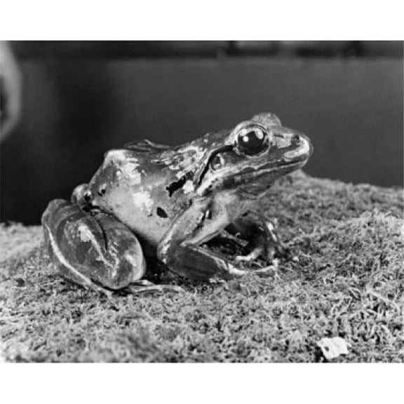 Posterazzi SAL9902857 Spring Peeper Frog Sitting Pseudacris Crucifer Poster Print - 18 x 24 in.
