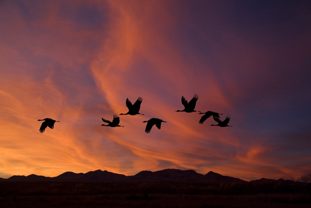 Posterazzi Sandhill Cranes At Bosque Del Apache National Wildlife Refuge Fall In New Mexico Composite Canvas Art - John Delapp Design Pics (34 x 22)