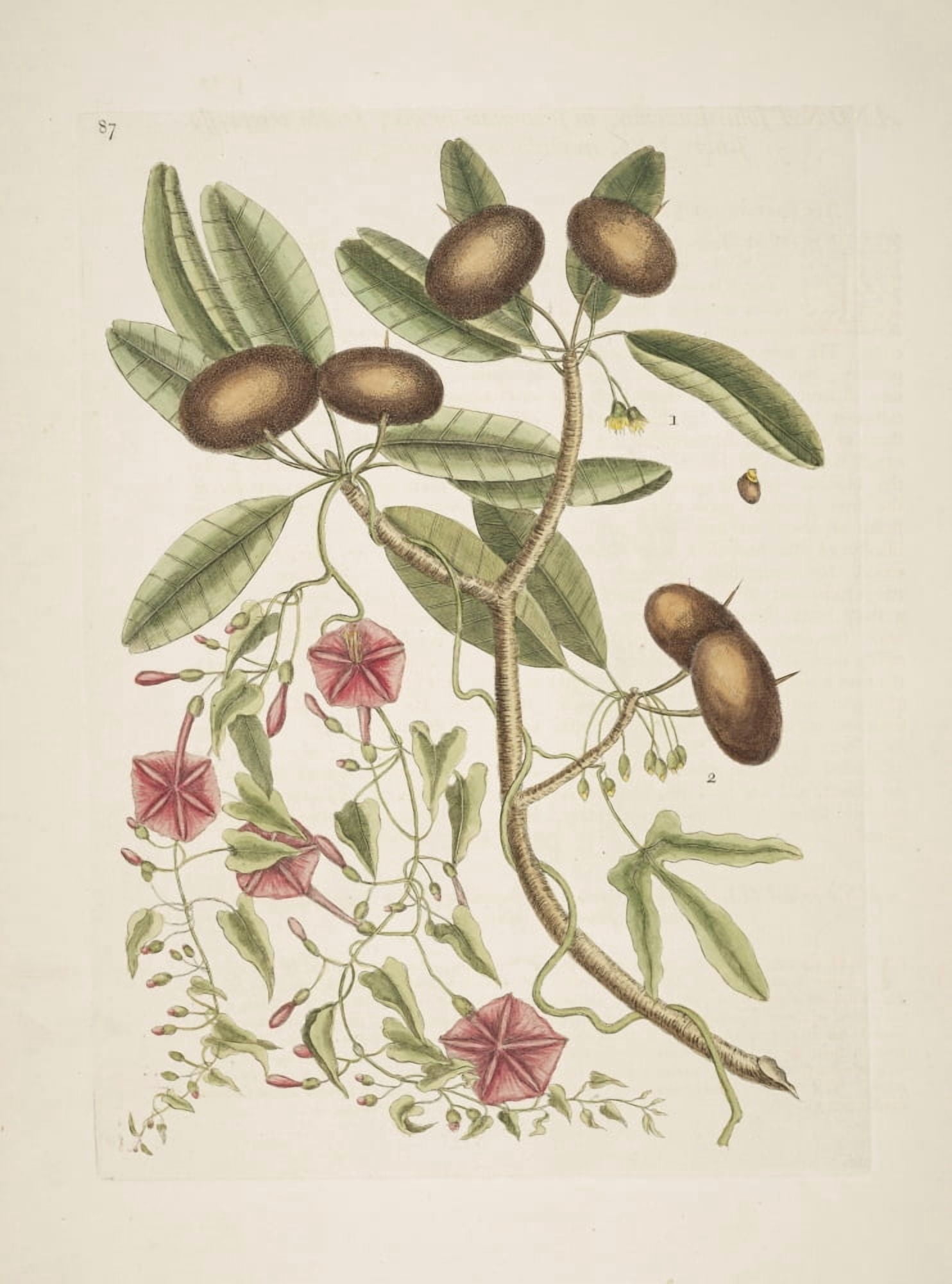 Posterazzi Sappadillo Tree Canvas Art - Mark Catesby (24 x 36)
