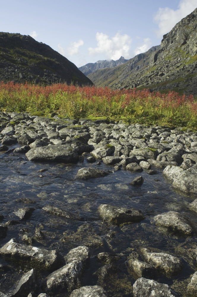 Posterazzi Scenic View Of Fireweed And A Small Shallow River In The Reed Lakes Area Of Archangel Valley Talkeetna Mountains Southcentral Alaska Summer Canvas Art - Dan Bailey Design Pics (22 x 34)