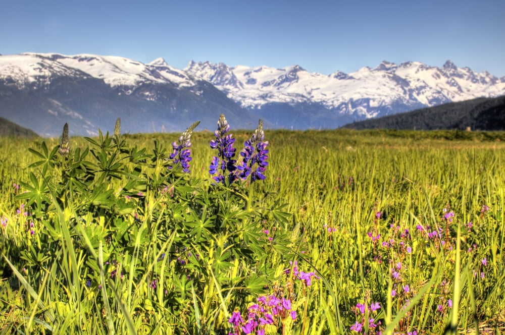 Posterazzi Scenic View Of A Wildflower Meadow And Mountains Near Haines Alaska During Summer Hdr Image Canvas Art - Michael Criss Design Pics (34 x 22)