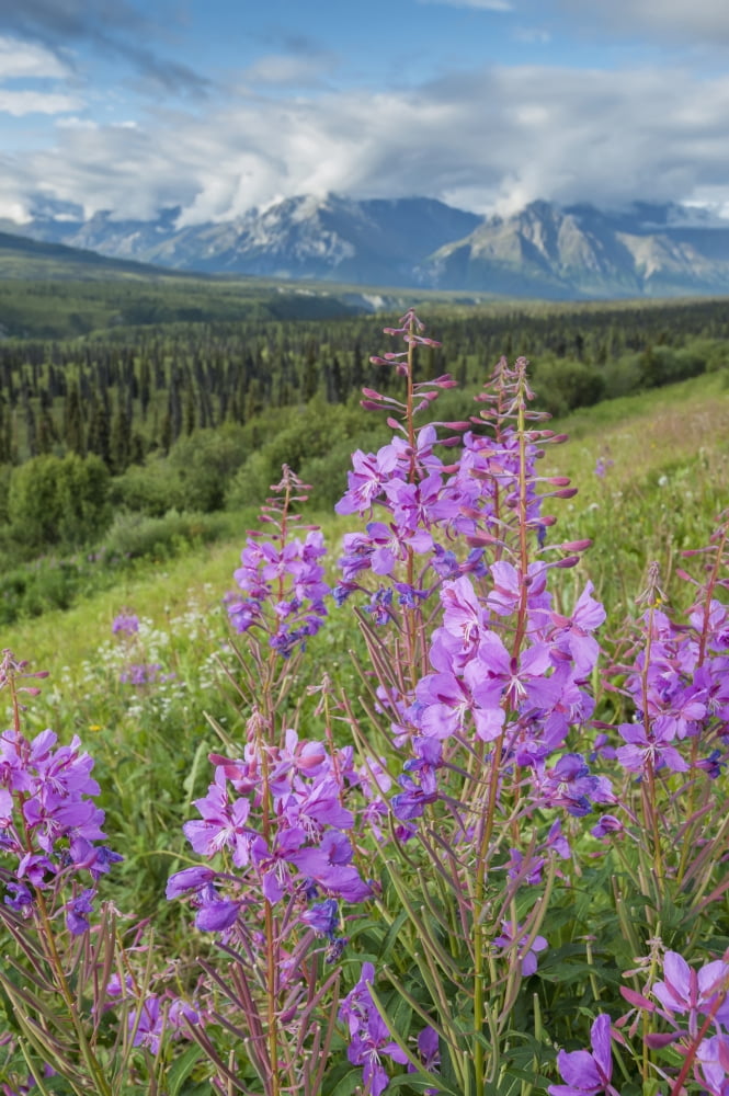 Posterazzi Scenic view of landscape near Palmer Alaska with Fireweed (Epilobium angustifolium) in the foreground Southcentral Alaska summer Canvas Art - Remsberg Inc Design Pics (24 x 38)