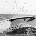 thumbnail image 1 of Posterazzi SAL255424101 Sea Gulls Flying Over Shrimp on Boat Poster Print - 18 x 24 in., 1 of 1
