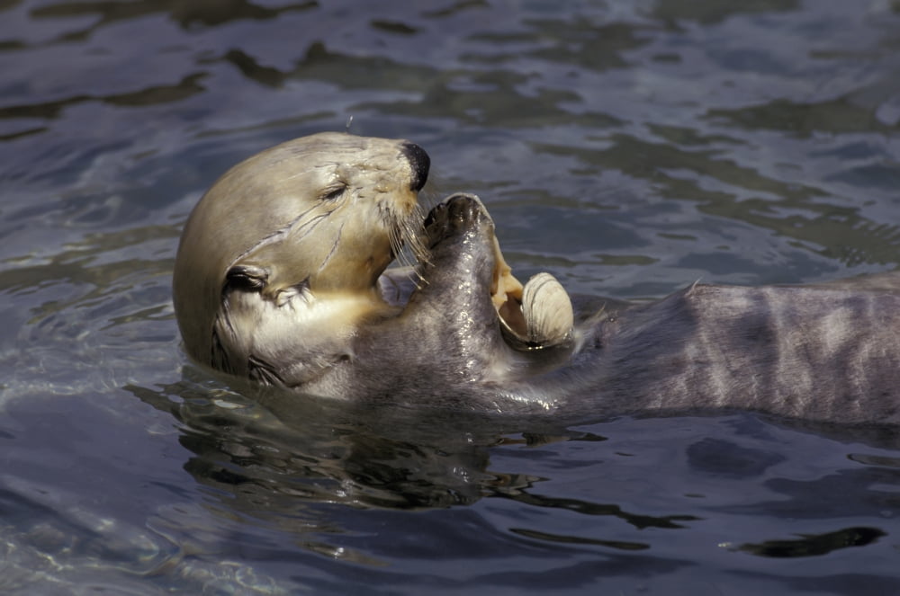 Posterazzi Sea Otter Floating On Back Eating Clams Alaska Canvas Art - Michael DeYoung Design Pics (34 x 22)