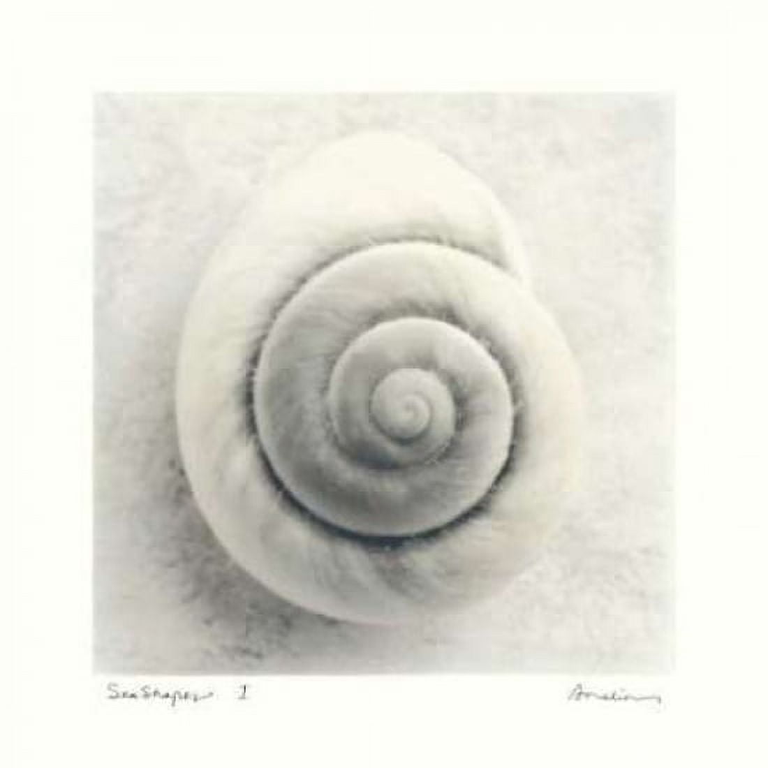 Posterazzi Sea Shapes I Canvas Art - Amy Melious (24 x 24)